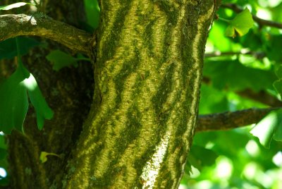 Ginkgo biloba 'Pragensis' - jinan dvoulaločný - borka